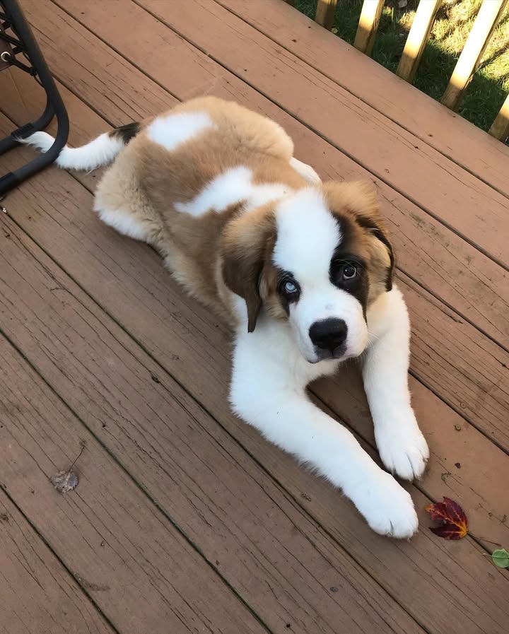Saint Bernard puppy portrait