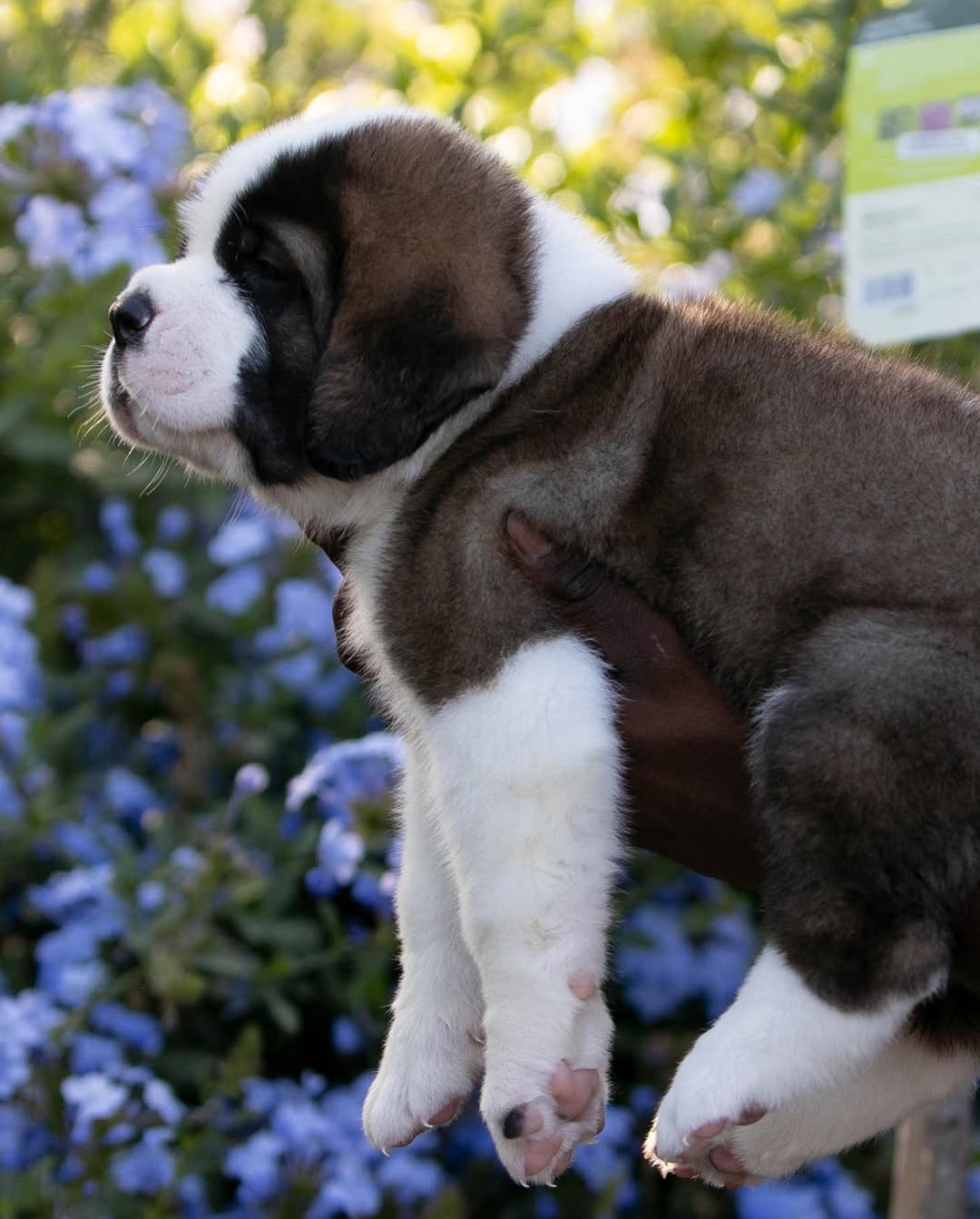 Saint Bernard Puppy