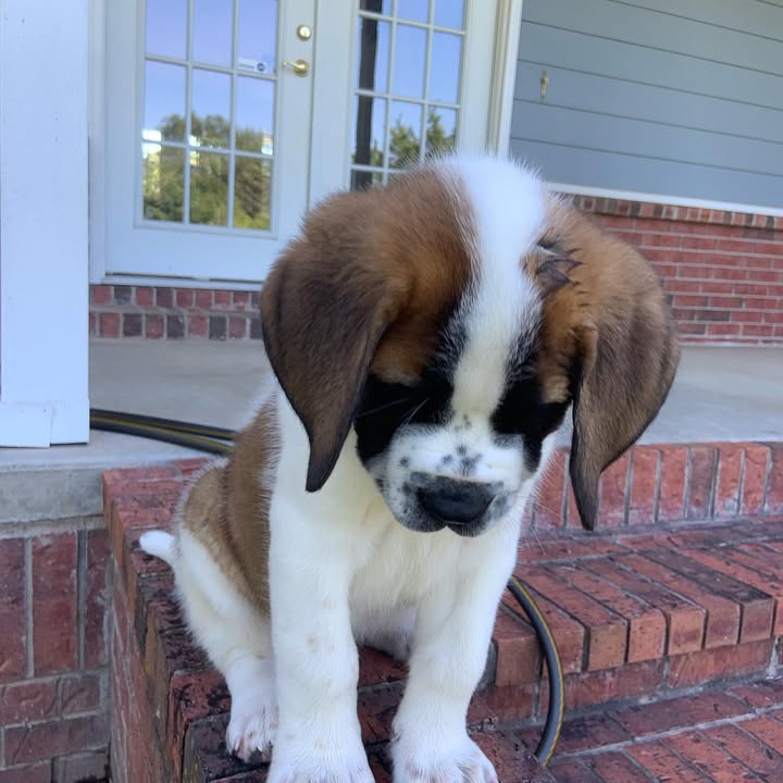 Saint Bernard Puppy